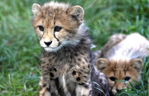 Newly-born cheetah cubs in their enclosure at Prague Zoo