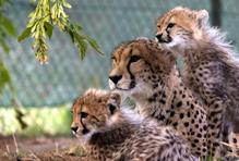 Newly-born cheetah cubs in their enclosure at Prague Zoo