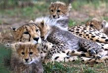 Newly-born cheetah cubs in their enclosure at Prague Zoo