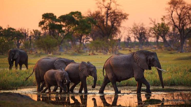 Slon africký, Botswana.