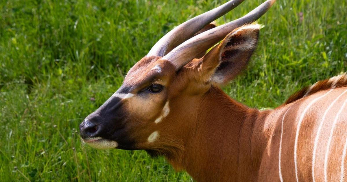 Zvíře z Afriky na české pastviny? V Lánech testují odolnou náhradu za krávy