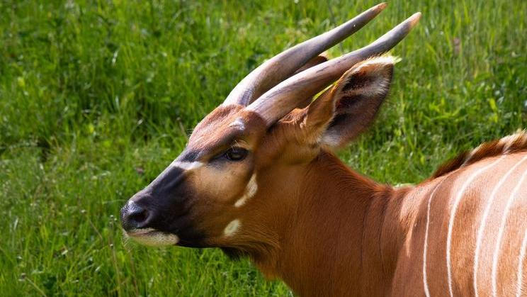 Jedna z dřívějších studií českých vědců už antilopí maso porovnávala s hovězím. Ukázalo se například, že obsahuje méně intramuskulárního tuku a kolagenu a má vyšší poměr polynenasycených k nasyceným mastným kyselinám. 
