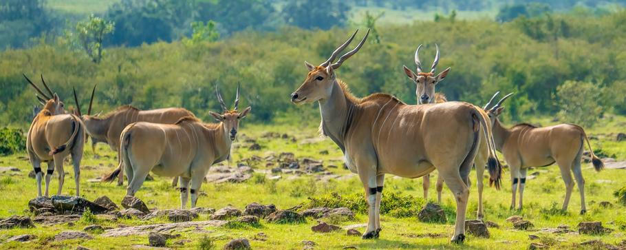 A,Herd,Of,Common,Eland,-taurotragus,Oryx-,Stands,On,Grass