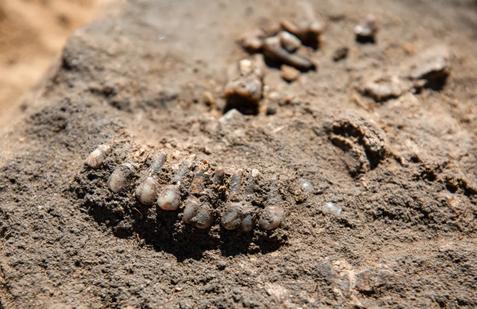 V hrobě u Vratislavi archeologové objevili 42 zvířecích zubů s provrtanými kořeny. Jejich uspořádání naznačuje, že původně tvořily náhrdelník.