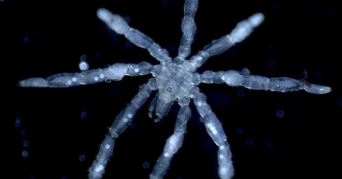 Mořský pavouk s červenýma očima není to nejhorší. Na těle mu žijí další paraziti