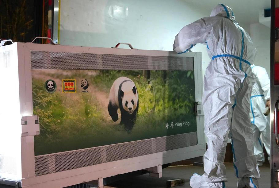 Pracovníci zoo nakládají přepravní box s pandou do vozu. Pandy si na něj několik týdnů zvykají, aby pro ně cesta byla co nejklidnější a nejpohodlnější.