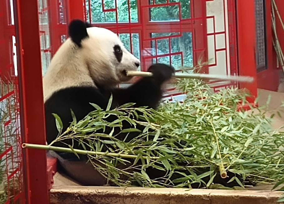 Panda velká ve vídeňské zoologické zahradě.