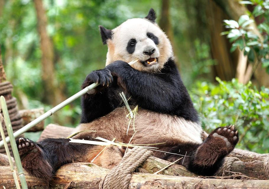 One,Giant,Panda,Eating,Bamboo,In,The,Zoo