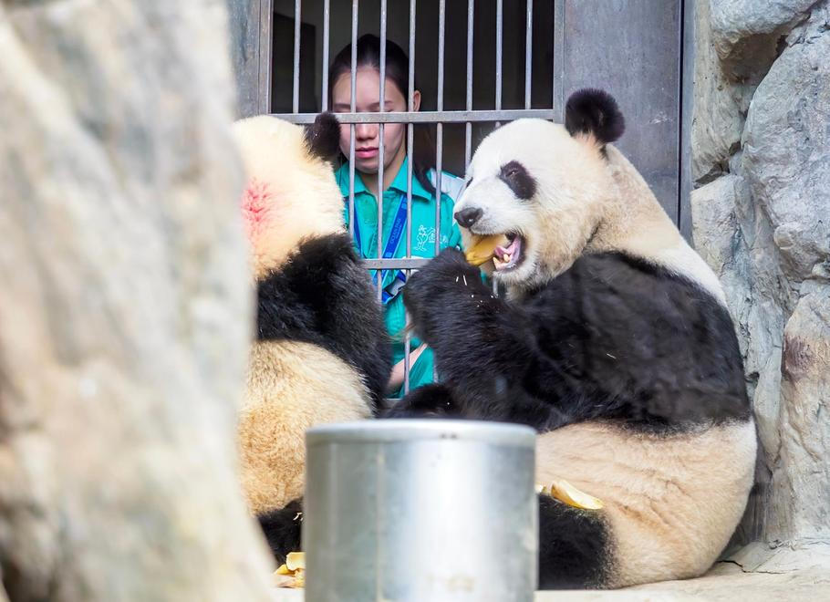 Hong,Kong,,China.,18-11-2025:,Mother,(2.25,Years,Old),And,Cub