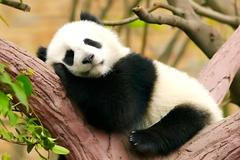 A,Baby,Panda,Sleeping,On,A,Tree,Shows,How,Cute