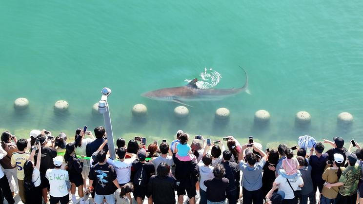 People take pictures of a shark that has been trapped in a canal since September 18 in Busan