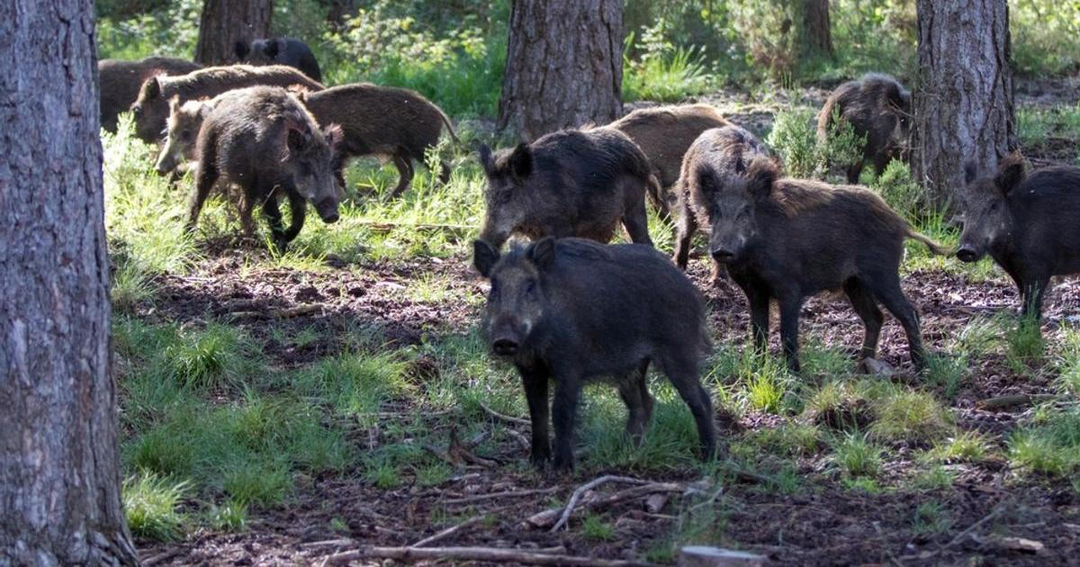 V divočákovi z Maďarska našli veterináři trichinely. Parazit může zabít i člověka