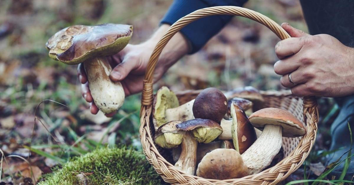 Toxikolog varuje: houba je maso, ne mrkev. Otrávit se tak můžete i pravým hříbkem