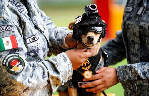 Adopted Chihuahua becomes National Guard sensation