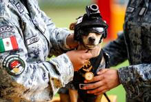 Adopted Chihuahua becomes National Guard sensation
