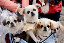 Devotees take their pets for blessing during Saint Francis of Assisi celebrations in Quito