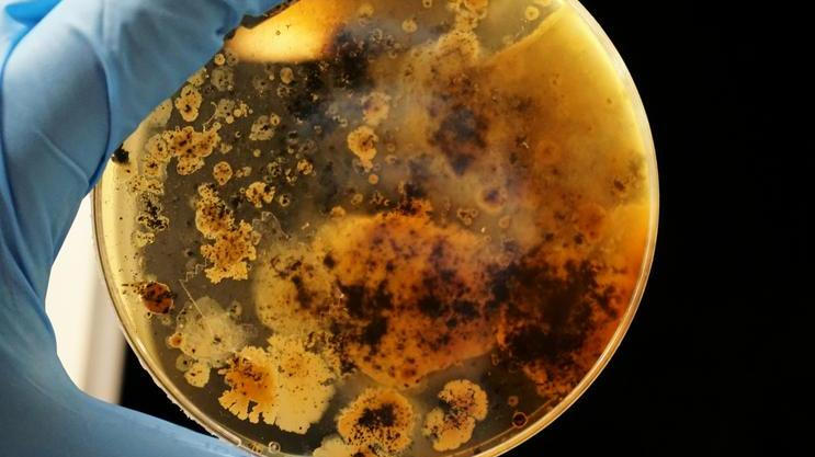 „Mor není nic, co by se dnes potřebovalo zkoumat v laboratoři – je to nemoc staletí známá a dobře popsaná. Nevidím tedy žádný důvod, proč by s ním měl někdo manipulovat ve výzkumném ústavu," říká epidemiolog Roman Prymula.