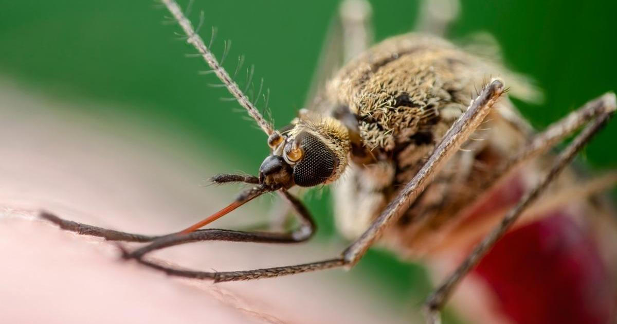 Komáři v Evropě roznášejí zákeřný virus. Rekordní počty nakažených hlásí Itálie i Řecko