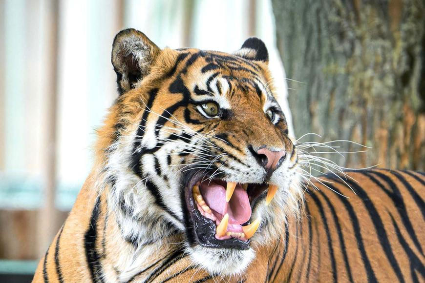 Tragédie v britské zoo. Muž zemřel poté, co vlezl do výběhu tygra