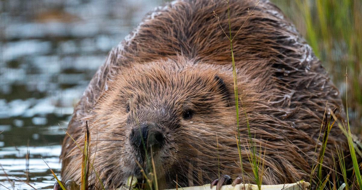 Neuvěřitelná situace. Bobři zničili ceduli, která před nimi varovala