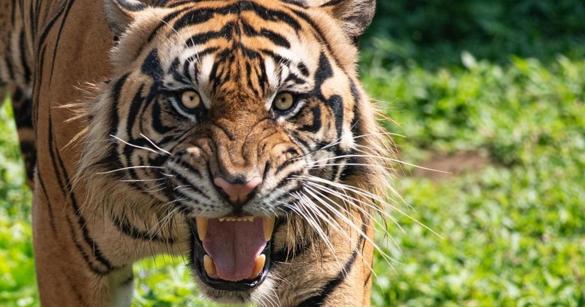 Může být čtyřikrát převařený, DNA ho prozradí. Vědci zkoumali maso z letiště