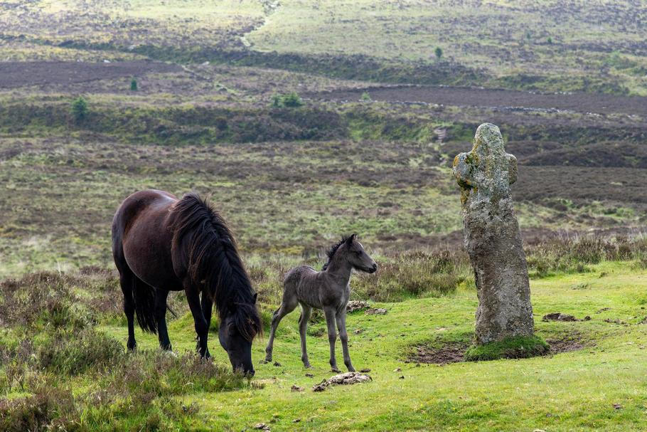 Dartmoor,Pony,And,Its,Foal,Or,Young,Pony,In,The