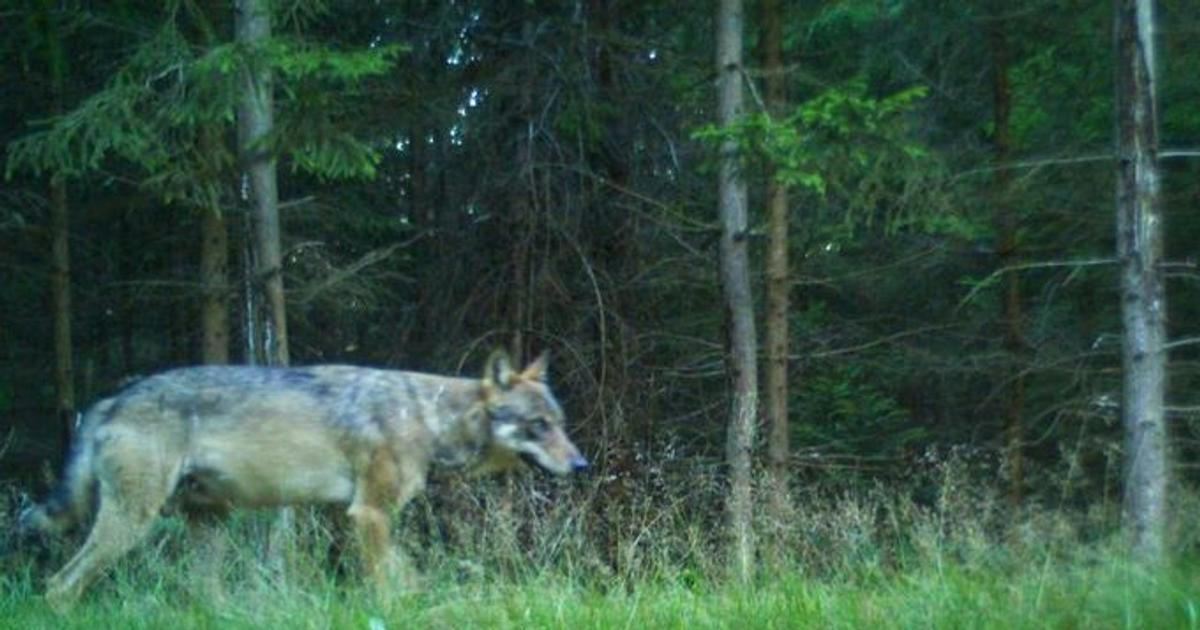 V německém zooparku zranil vlk osmiletou dívku