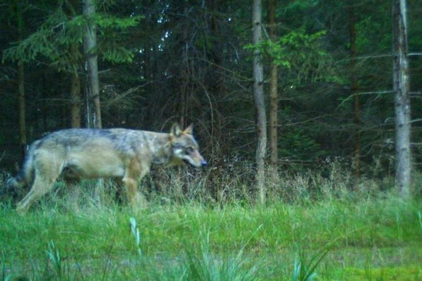 V německém zooparku zranil vlk osmiletou dívku